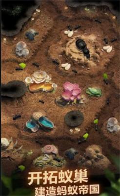 荒野蚂蚁模拟截图4