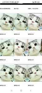 小猫表情包合集截图3