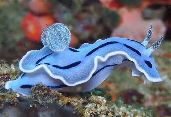支付宝神奇海洋海蛞蝓鲜艳的颜色是怎么产生的