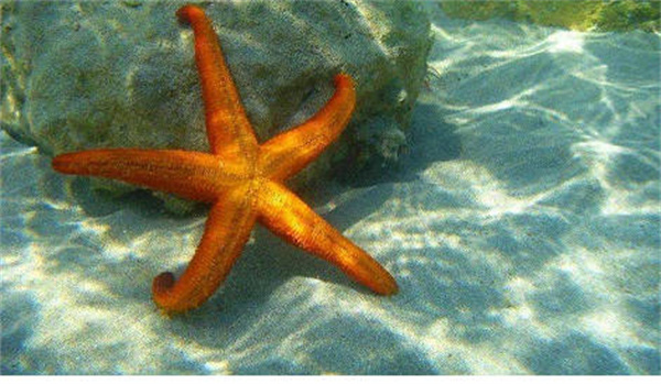 支付宝神奇海洋海星是鱼类吗