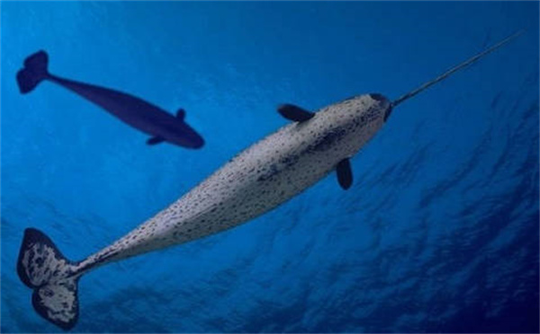 支付宝神奇海洋独角鲸的角其实是什么