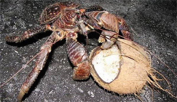 支付宝神奇海洋椰子蟹会爬树摘椰子吗