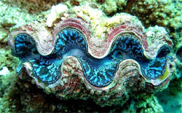支付宝神奇海洋海洋贝类砗磲的名字源于什么