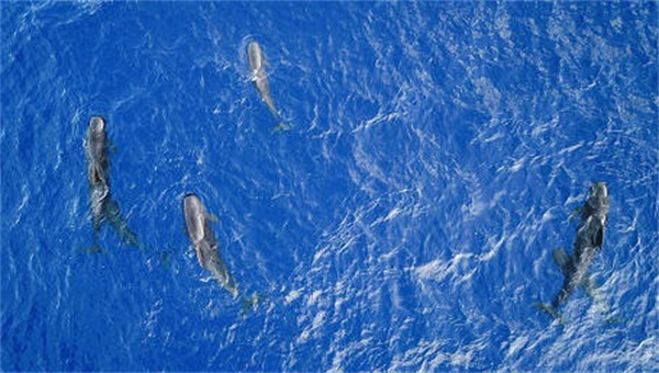 支付宝神奇海洋领航鲸之所以能领航是因为什么