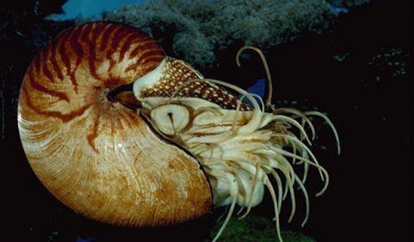 支付宝神奇海洋鹦鹉螺是海螺吗问题答案解析